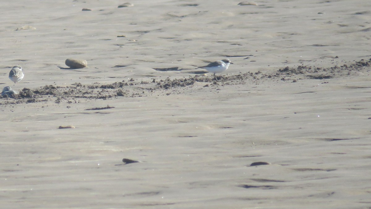 Kentish Plover - ML609408562