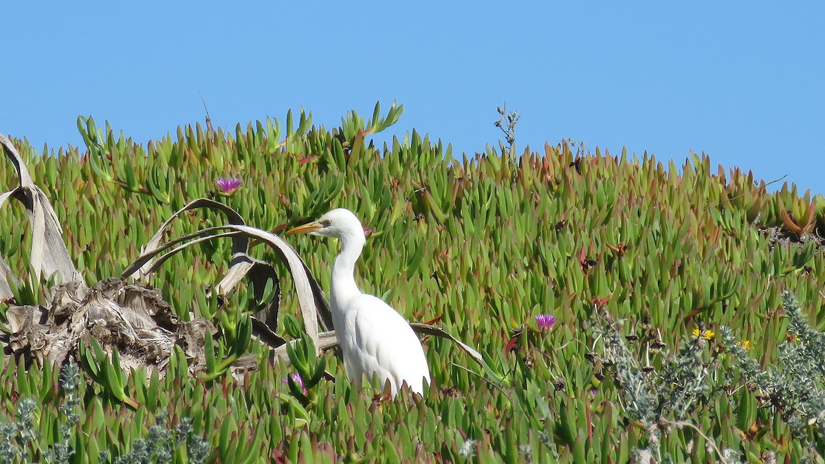 Western Cattle Egret - ML609408565