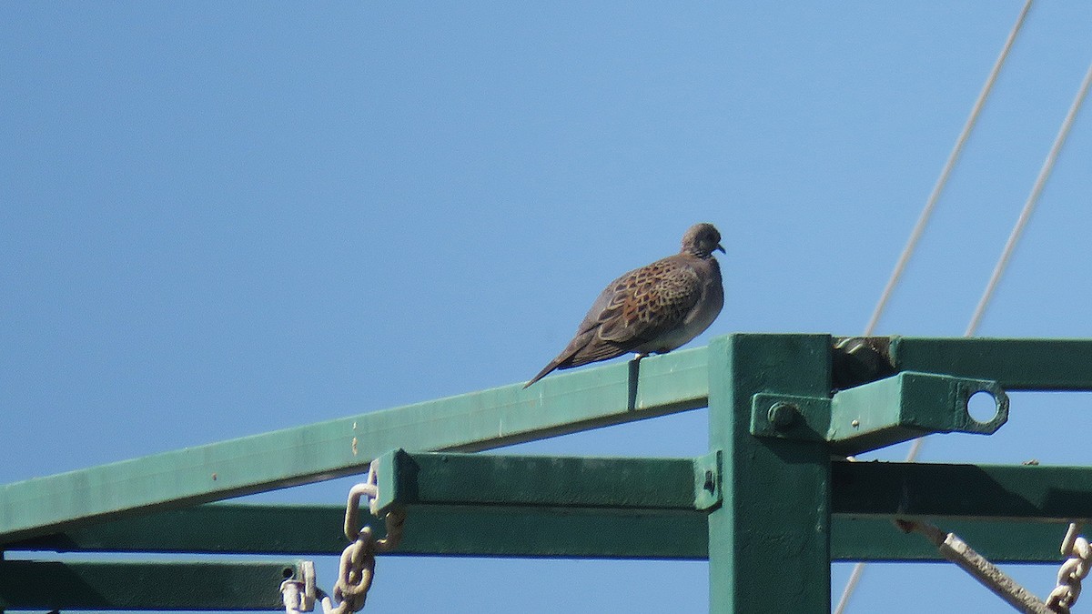 European Turtle-Dove - ML609408573