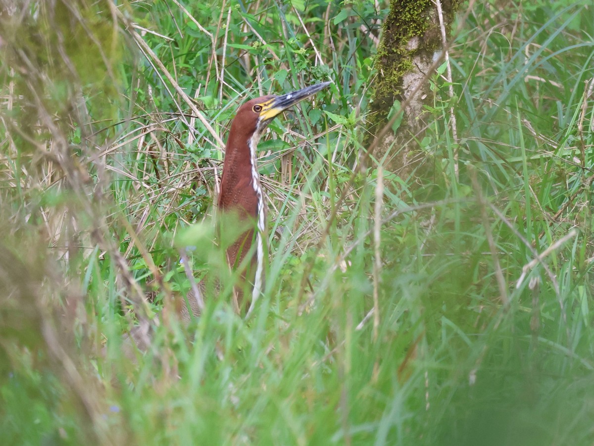 Rufescent Tiger-Heron - ML609408672