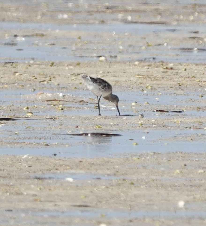 Black-tailed Godwit - ML609408714