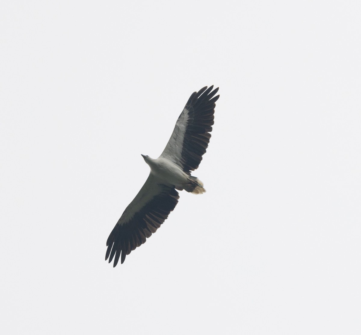 White-bellied Sea-Eagle - Matthew Teng