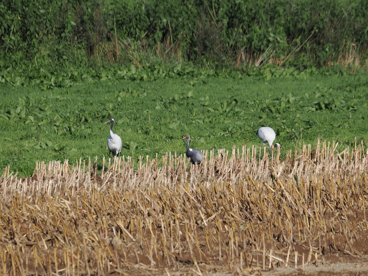 Grue à cou blanc - ML609408919