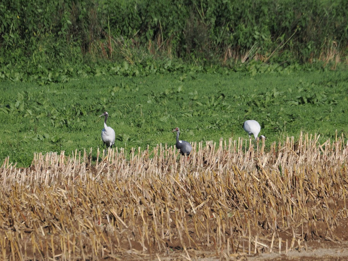 Red-crowned Crane - ML609408926