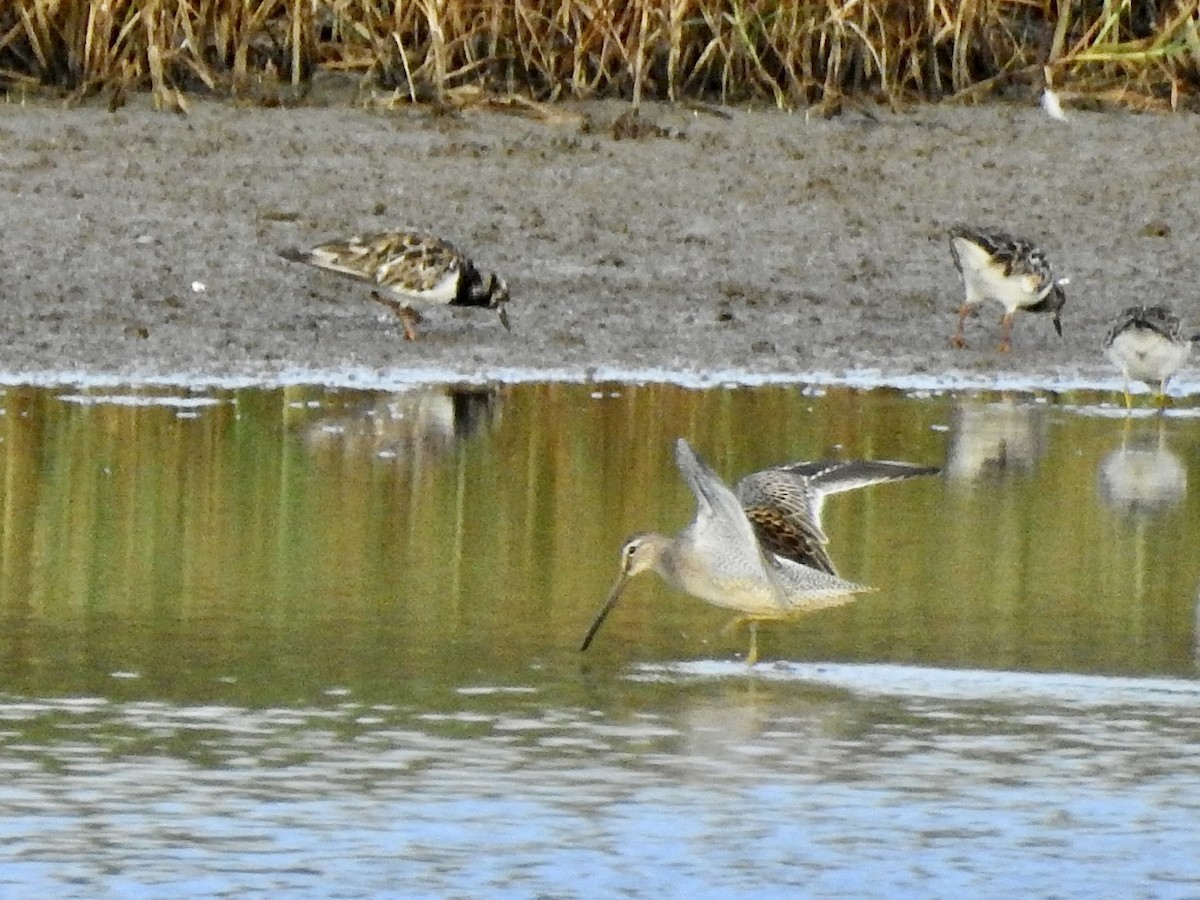 langnebbekkasinsnipe - ML609409024