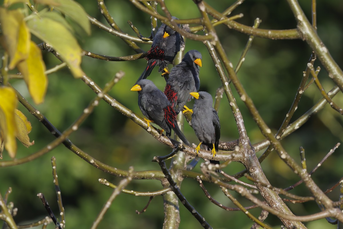 Finch-billed Myna - Marco Valentini