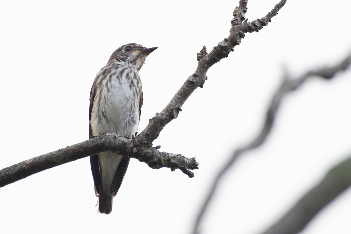 Gray-streaked Flycatcher - Guan-Yuan Huang