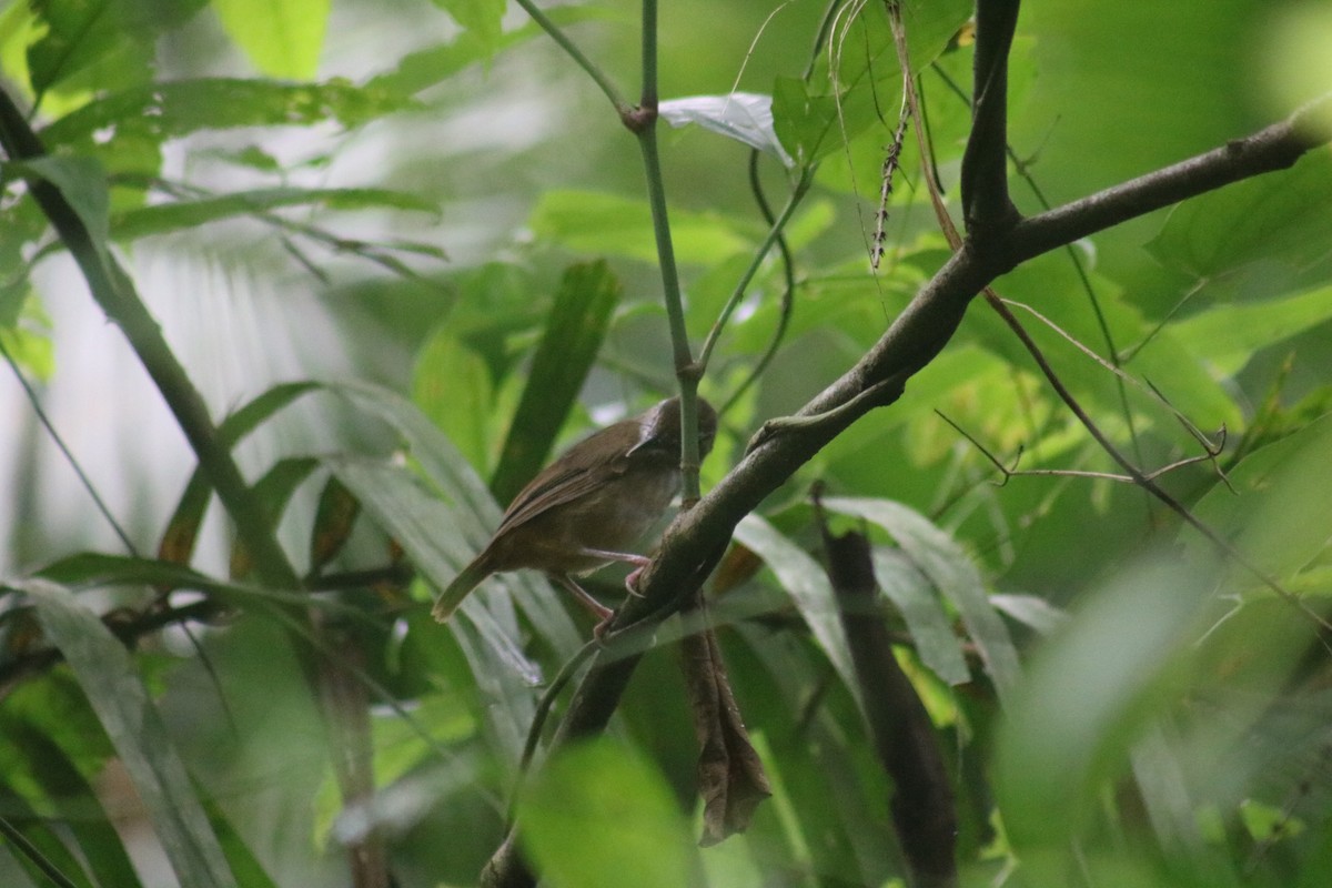 Abbott's Babbler - Sabarni Sarker