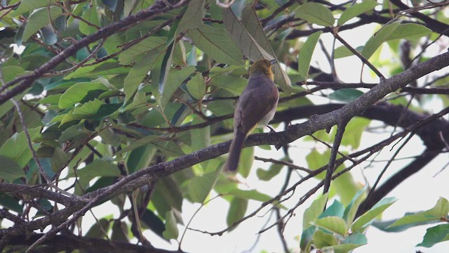 Bulbul à menton jaune - ML609409167