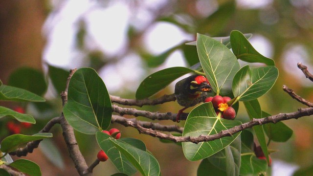 Coppersmith Barbet - ML609409290