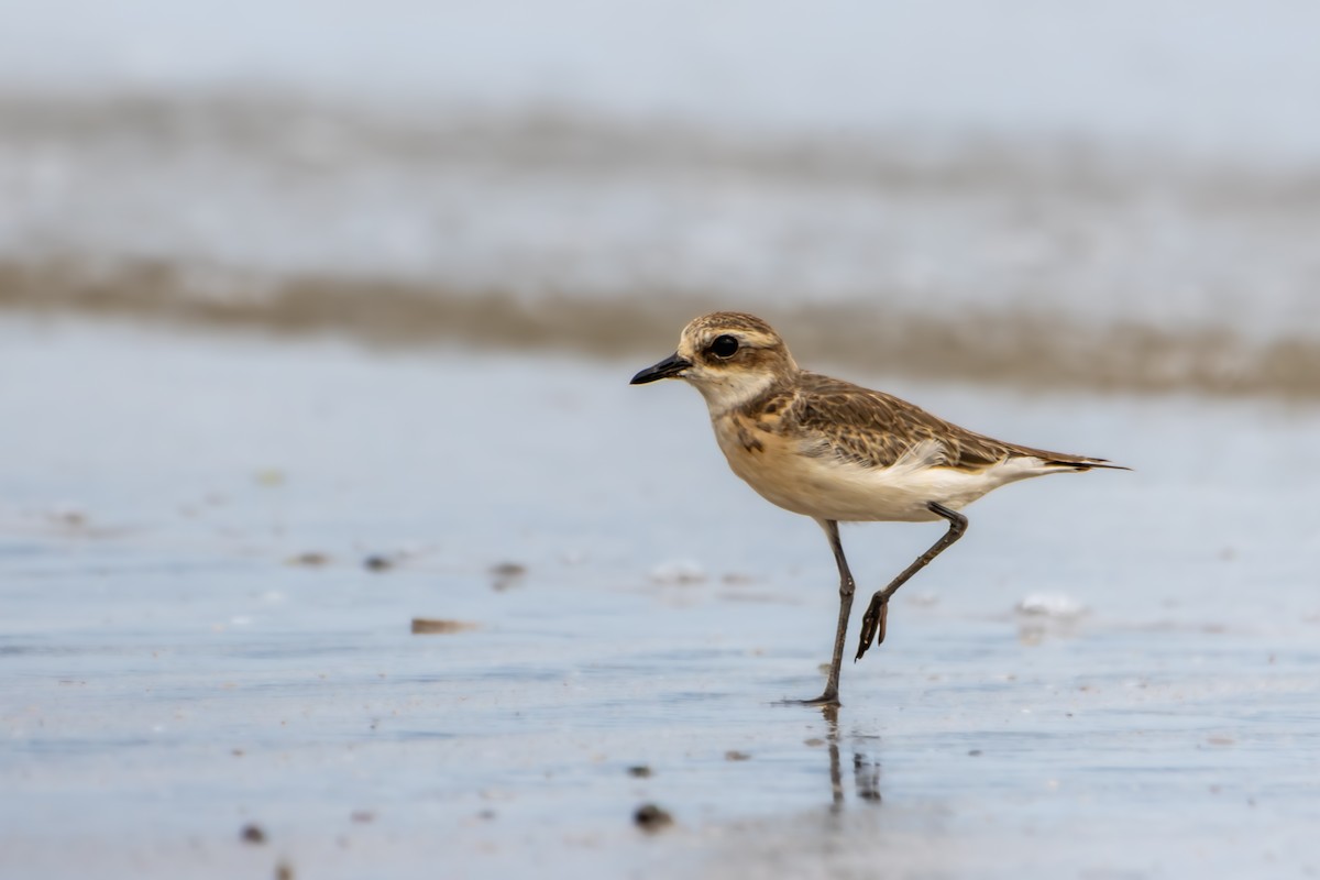 Siberian/Tibetan Sand-Plover - ERIK Ding