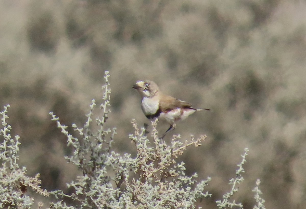 Banded Whiteface - ML609409406