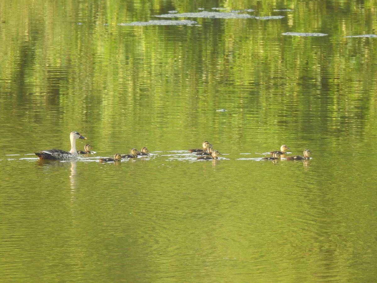 Indian Spot-billed Duck - ML609409455