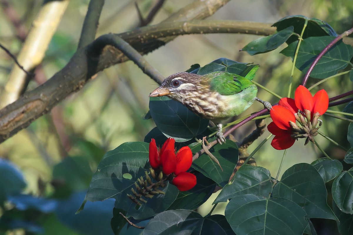 White-cheeked Barbet - ML609409517