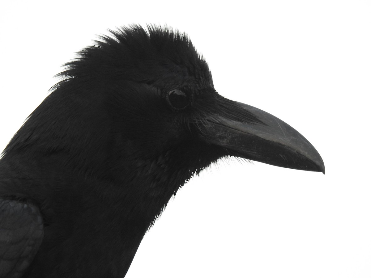 Large-billed Crow - ML609409553