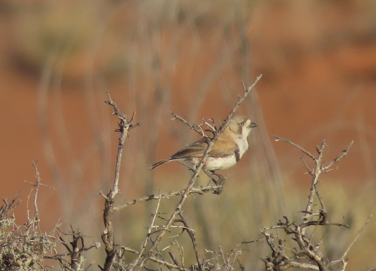 Banded Whiteface - ML609409608