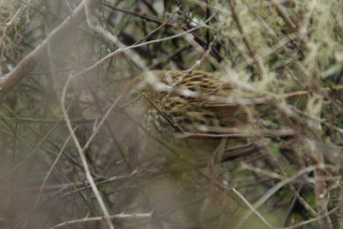 New Zealand Fernbird - ML609409705