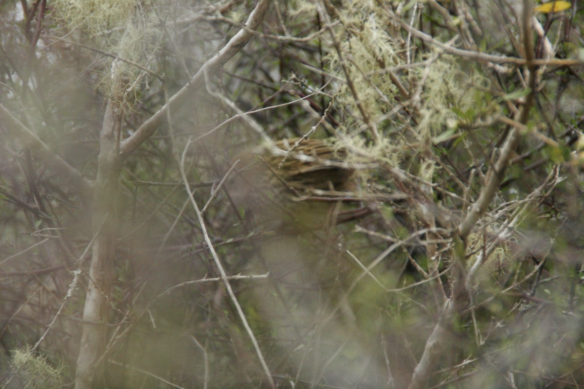 New Zealand Fernbird - ML609409706