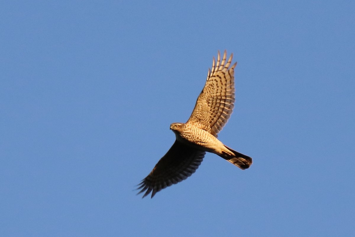 Eurasian Sparrowhawk - Tetiana Lavynska