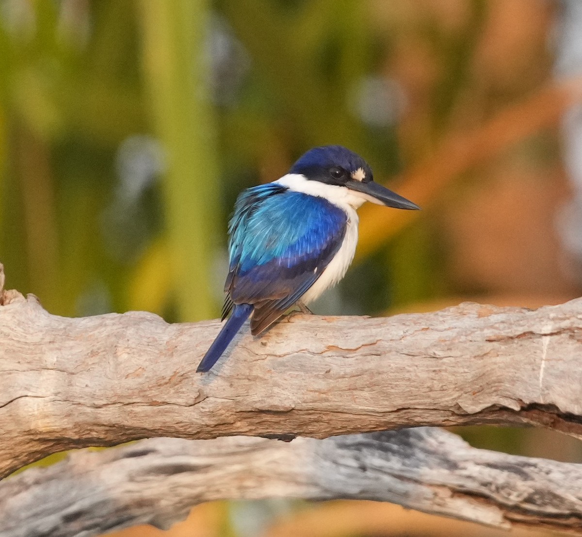 Forest Kingfisher - Zhongyu Wang