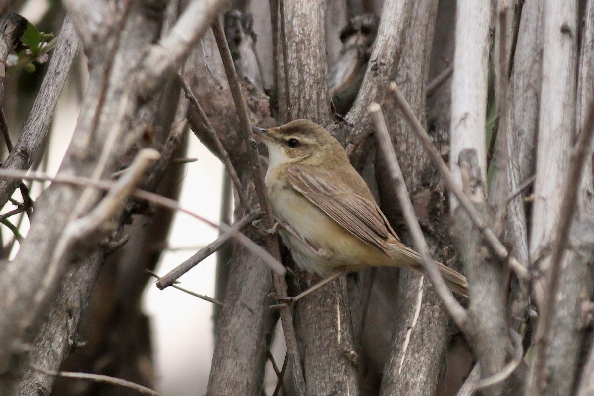 Paddyfield Warbler - Peyton Stone
