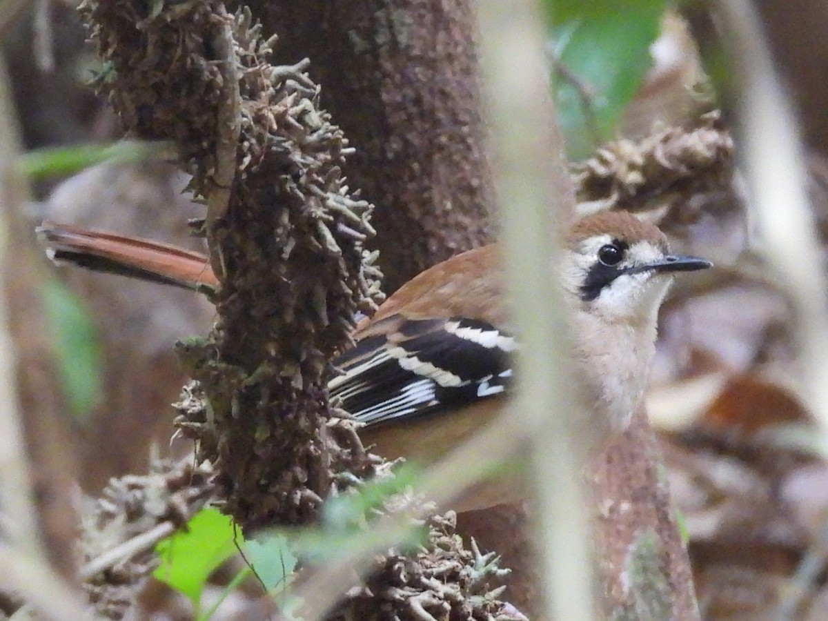 Northern Scrub-Robin - ML609410037