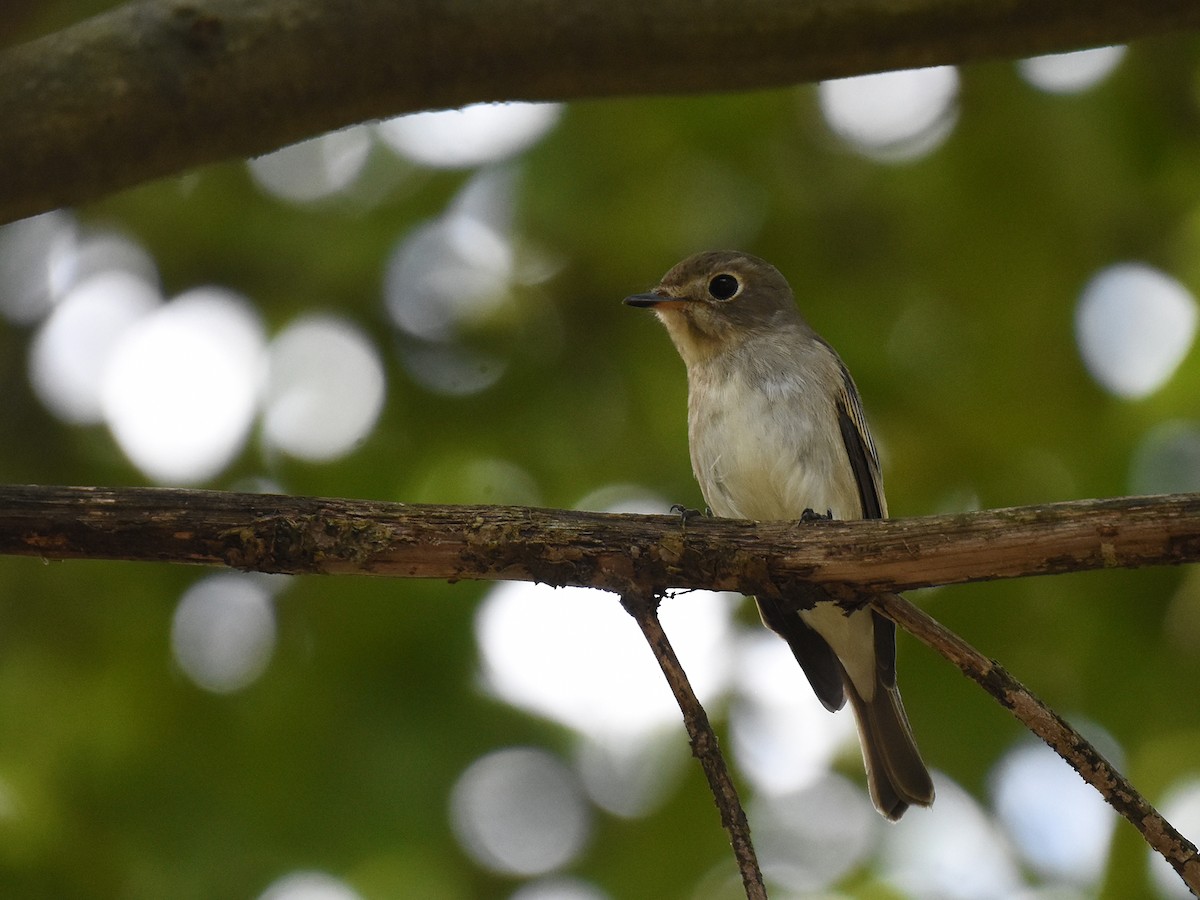 Asian Brown Flycatcher - Yojiro Nagai