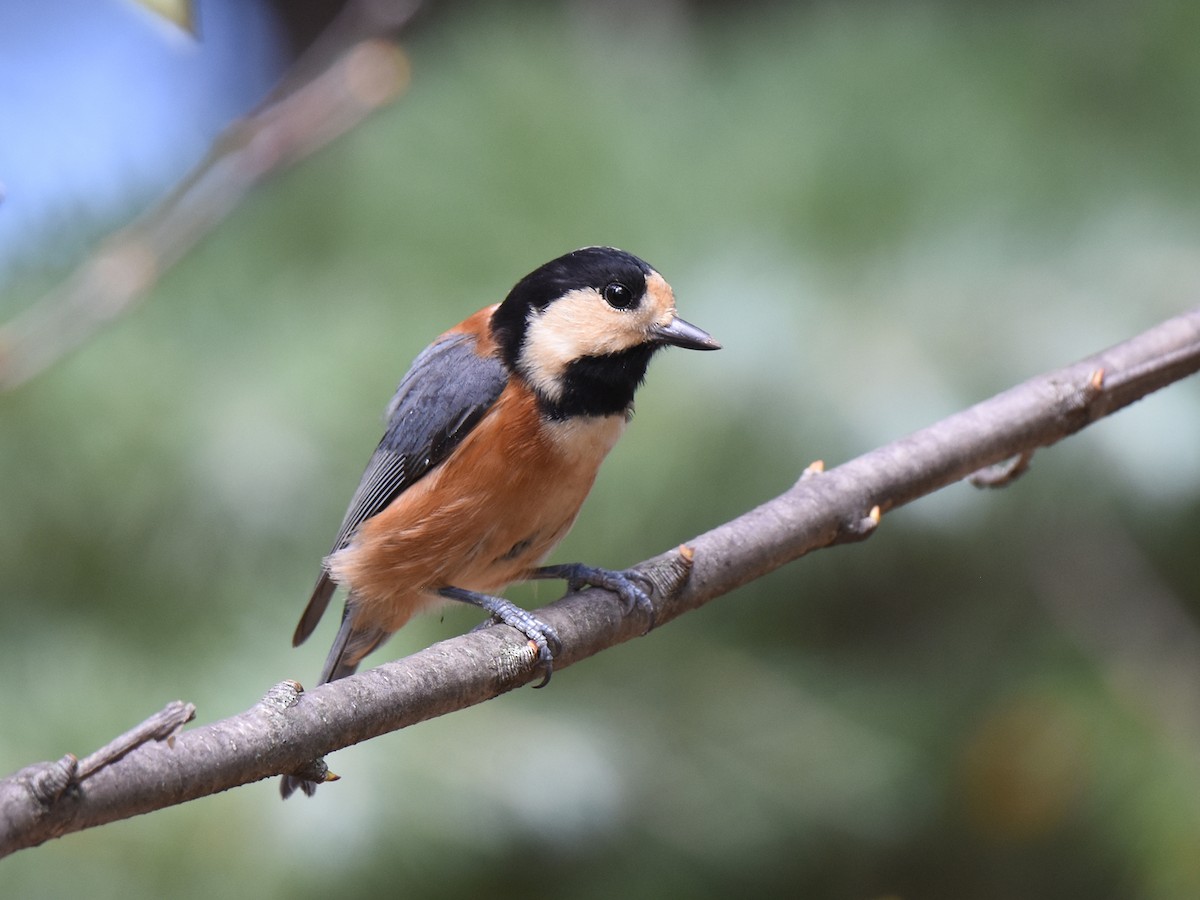 Varied Tit - ML609410067