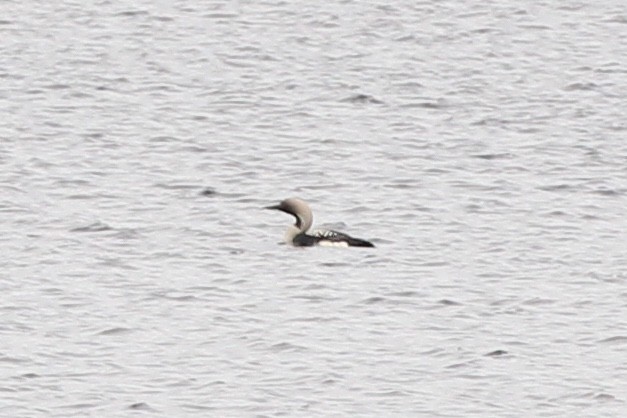 Arctic Loon - ML609410076