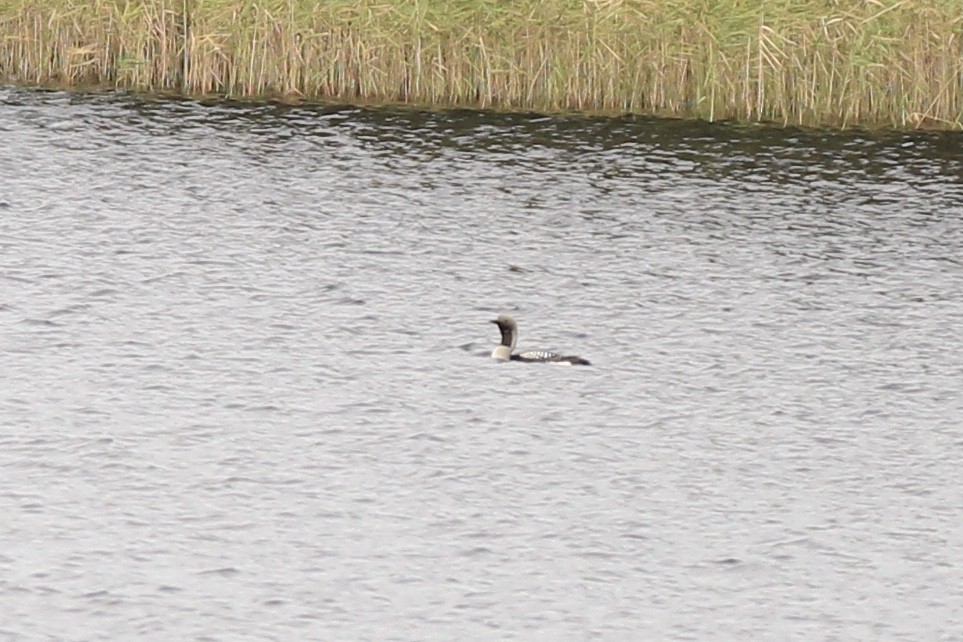 Arctic Loon - ML609410078