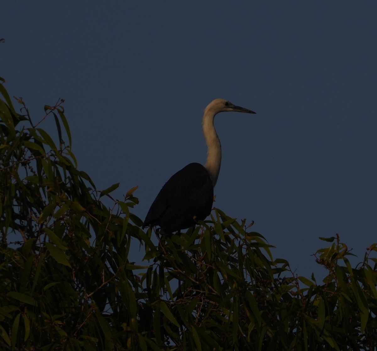 Garza Cuelliblanca - ML609410106