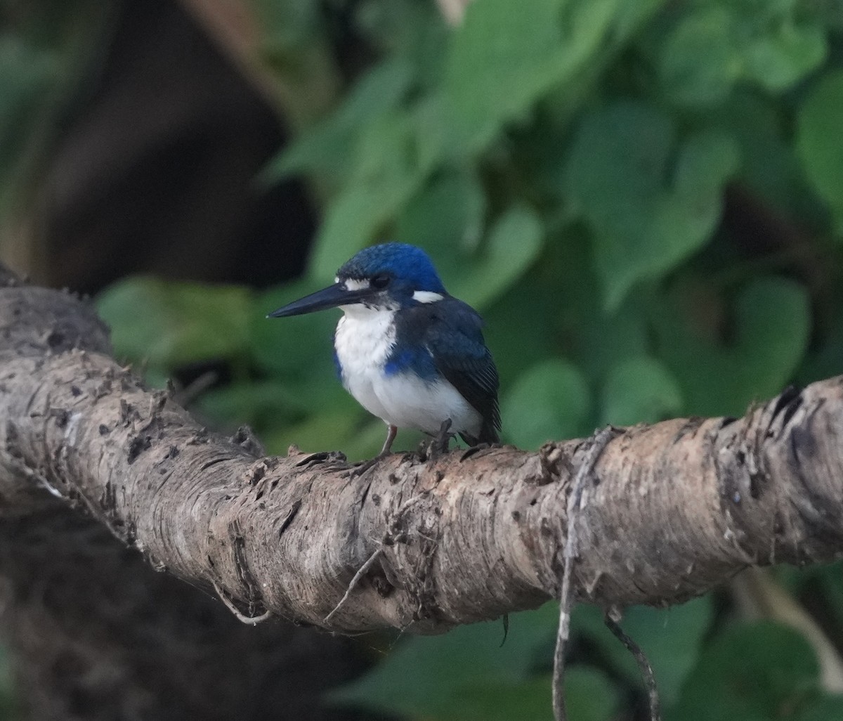 Little Kingfisher - Zhongyu Wang