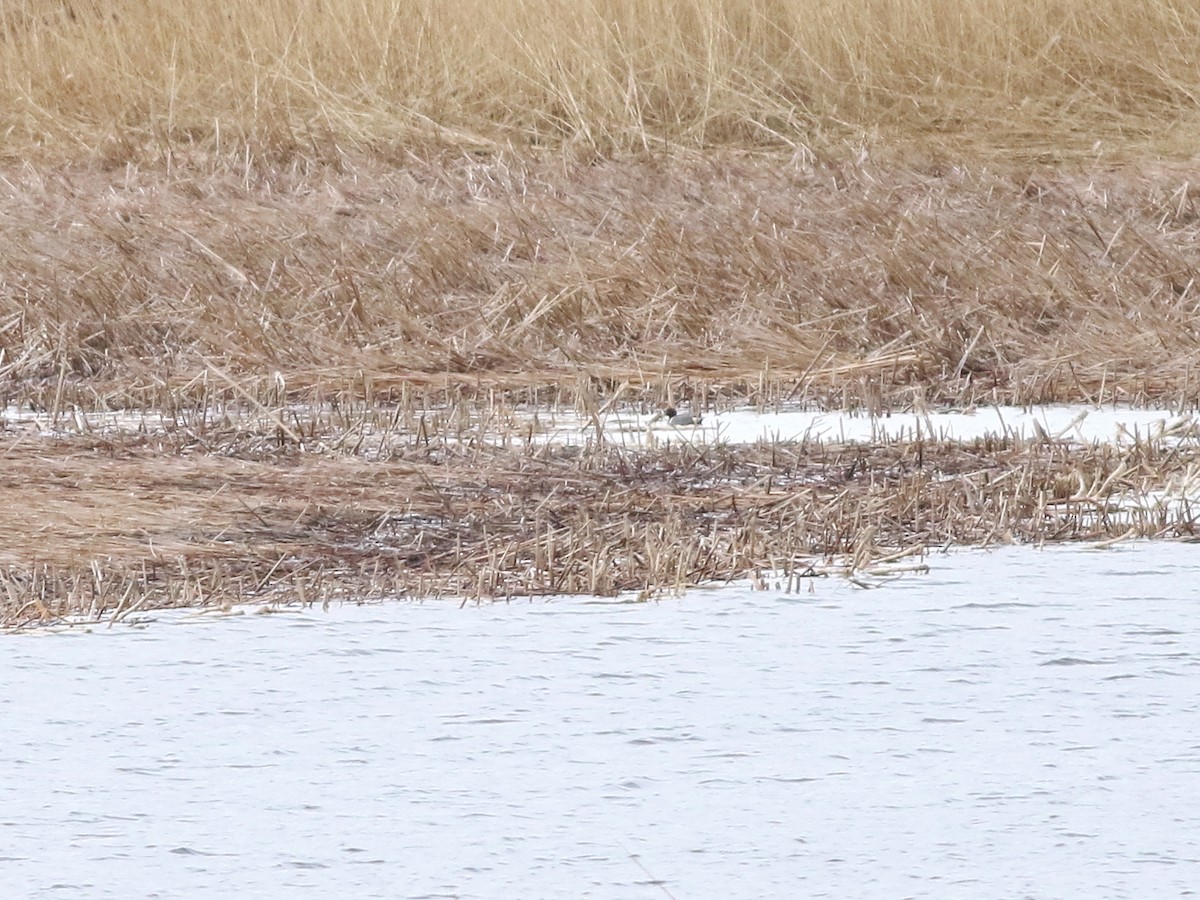 Green-winged Teal (American) - ML609410167