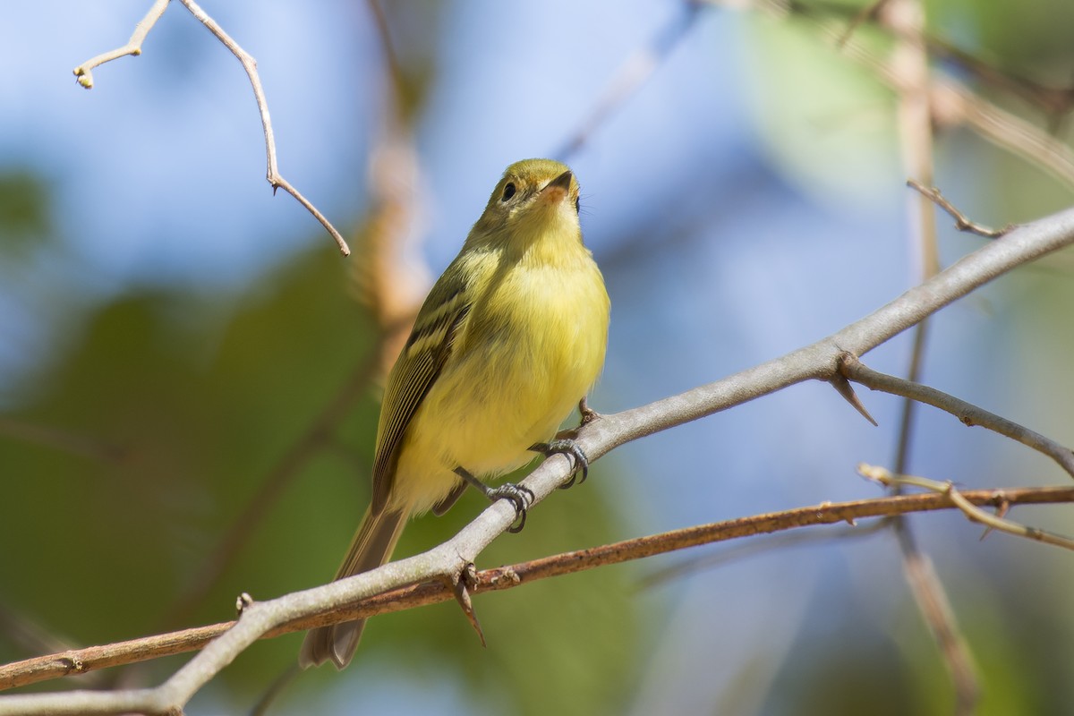 Minas Gerais Tyrannulet - ML609410191