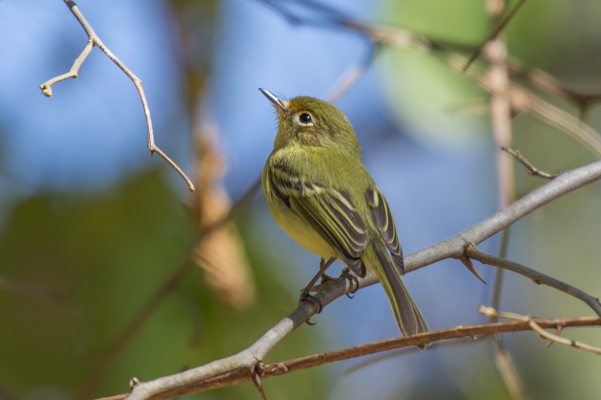 Minas Gerais Tyrannulet - ML609410192