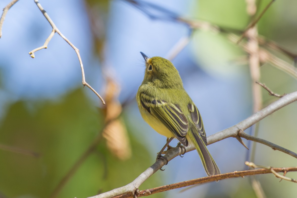 Minas Gerais Tyrannulet - ML609410193