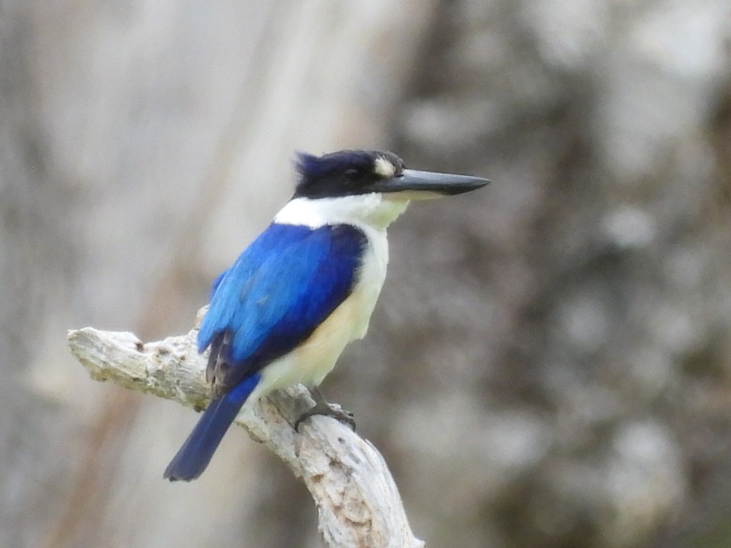 Forest Kingfisher - ML609410195