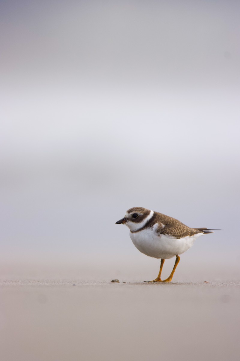 Semipalmated Plover - ML609410217