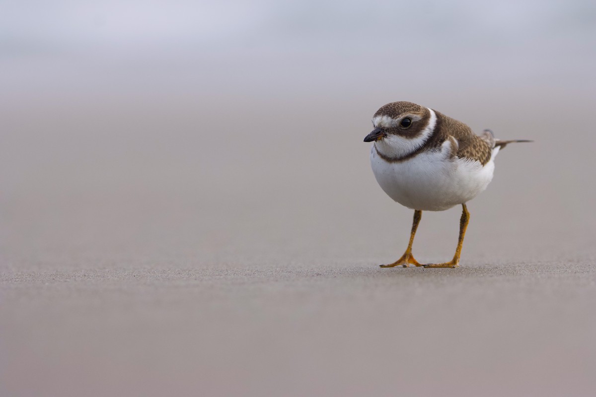 Semipalmated Plover - ML609410218