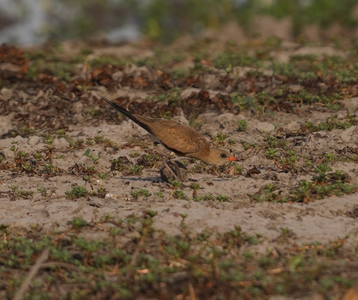 Australian Pratincole - ML609410230