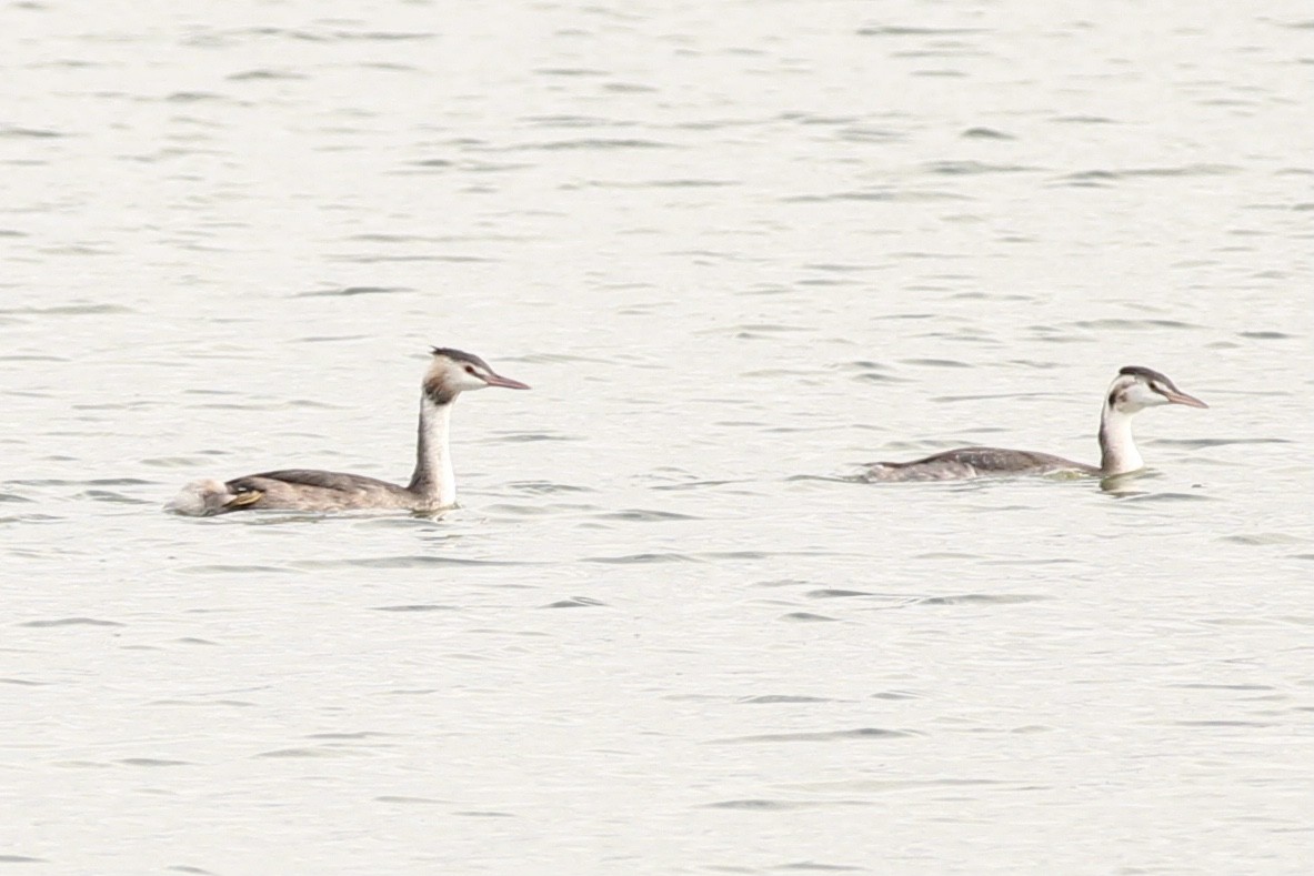 Great Crested Grebe - Peyton Stone