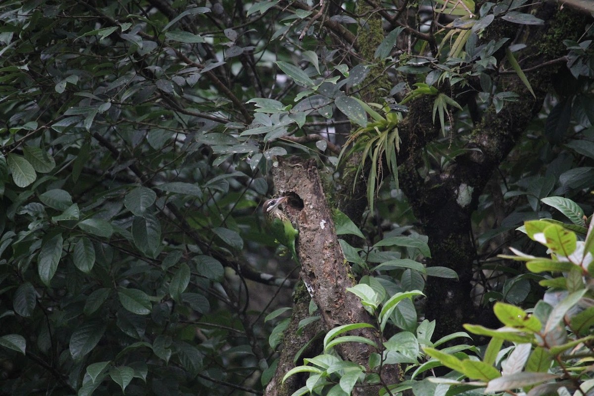 White-cheeked Barbet - ML609410288