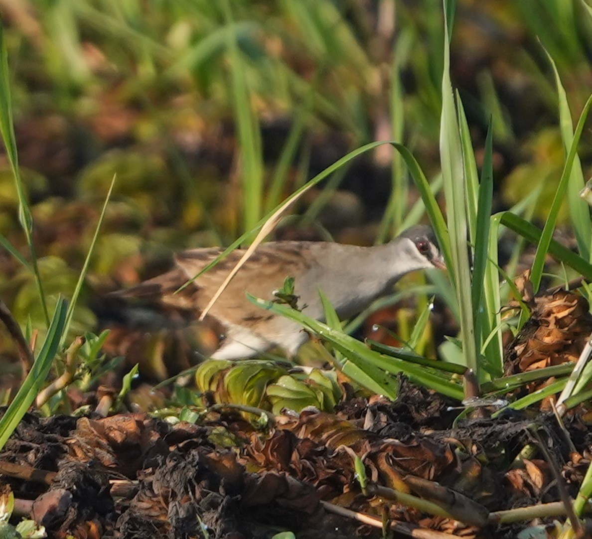 White-browed Crake - ML609410295