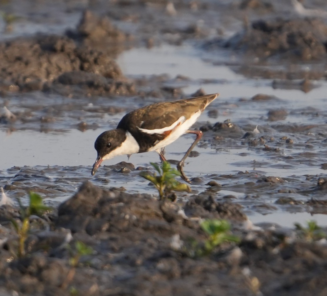 Red-kneed Dotterel - Zhongyu Wang