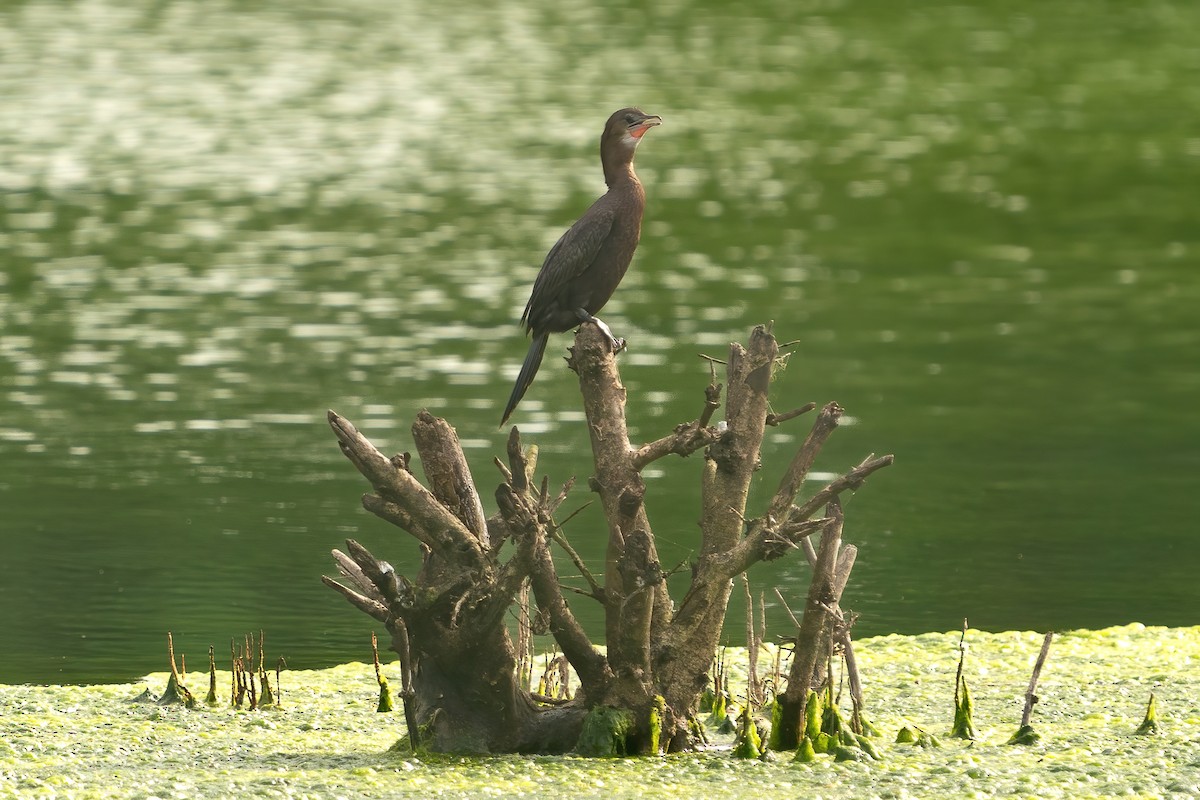 Indian Cormorant - Prolay Kundu