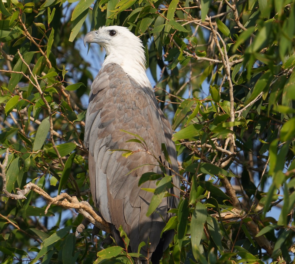 White-bellied Sea-Eagle - Zhongyu Wang
