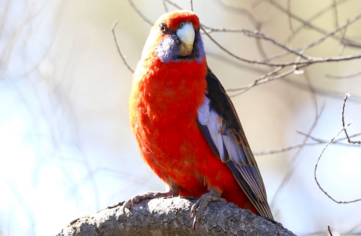 Crimson Rosella - ML609410429