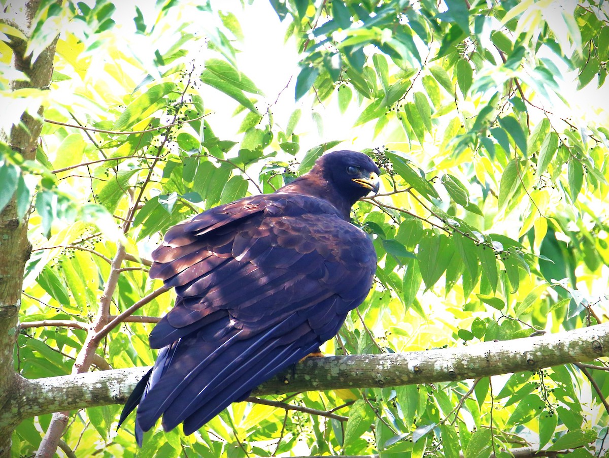 Black Eagle - Che-Lun Chang