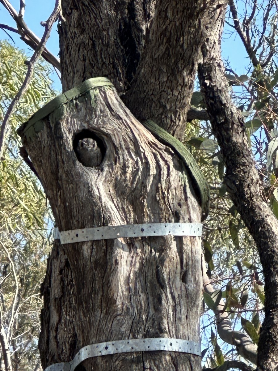 Australian Owlet-nightjar - ML609410517