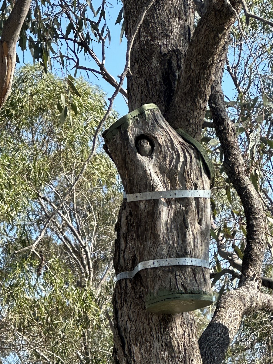 Australian Owlet-nightjar - ML609410518